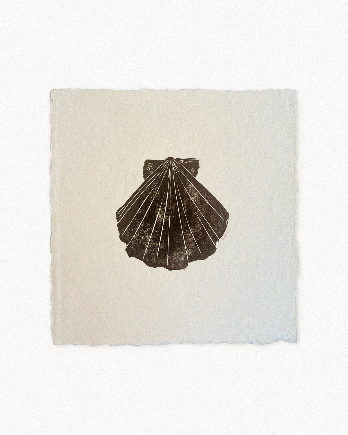 The Scallop - A Shell Study