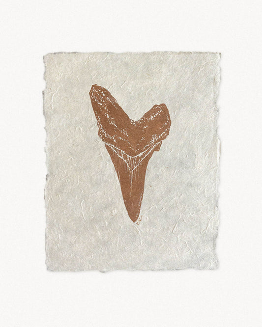 Shortfin Mako Sharktooth Study