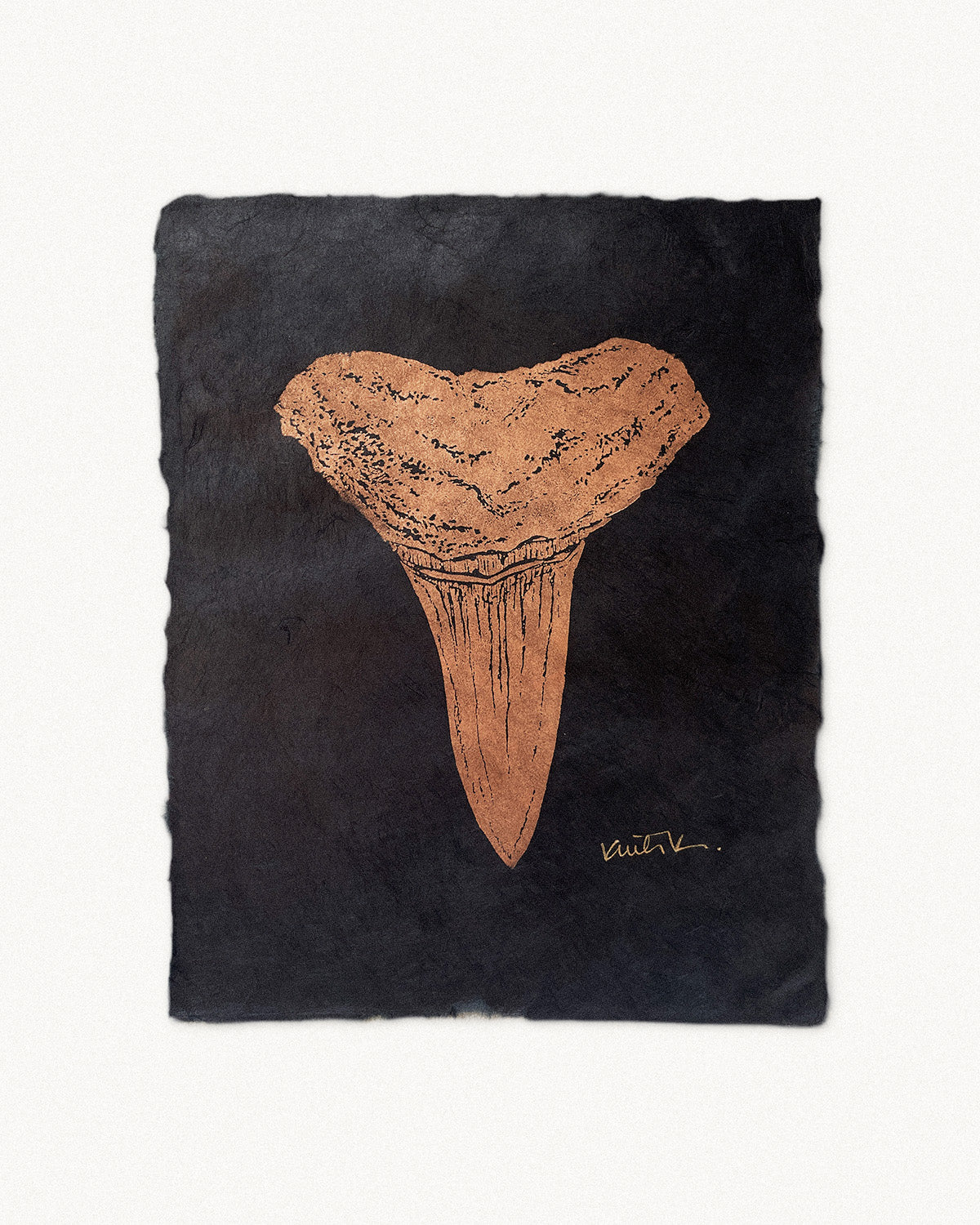 Lemon Sharktooth Study