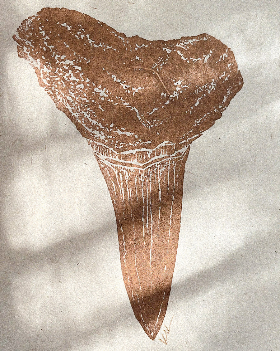 Lemon Sharktooth Study