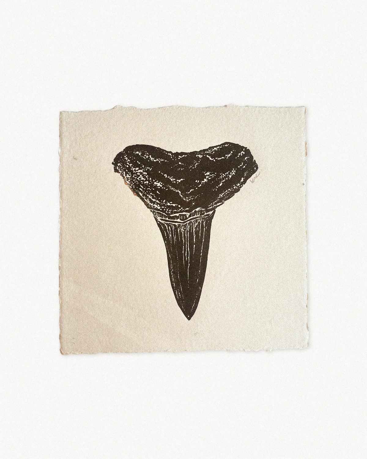 Lemon Sharktooth Study