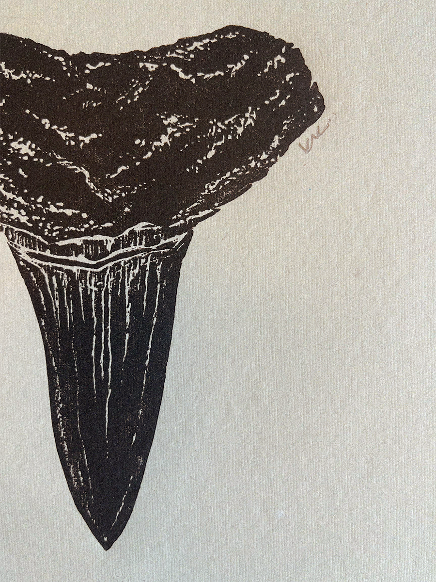 Lemon Sharktooth Study