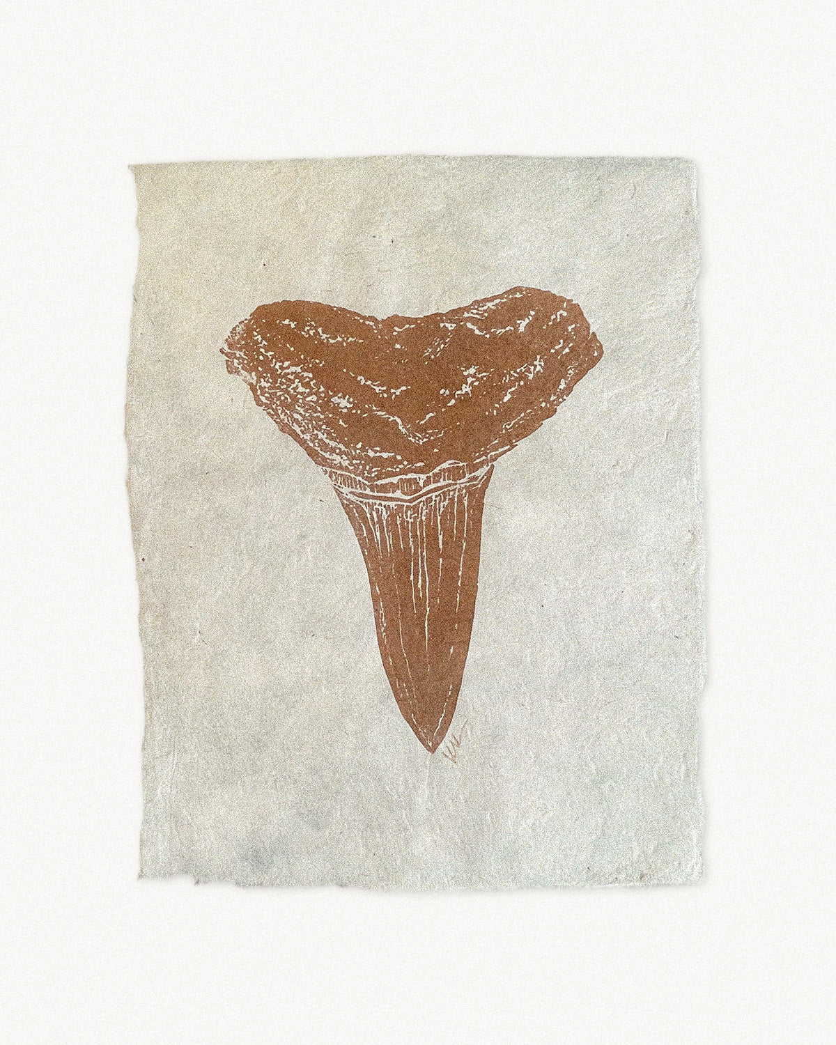 Lemon Sharktooth Study