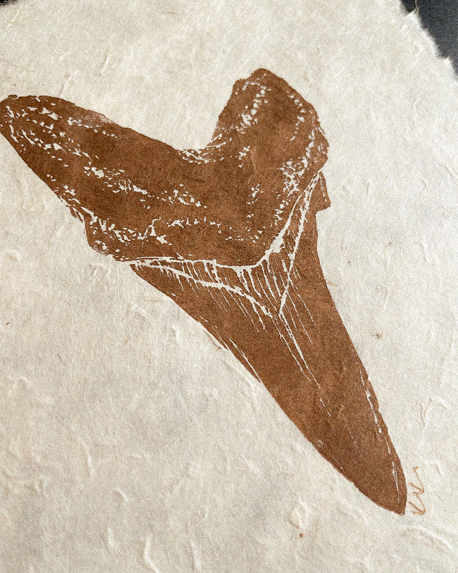 Shortfin Mako Sharktooth Study