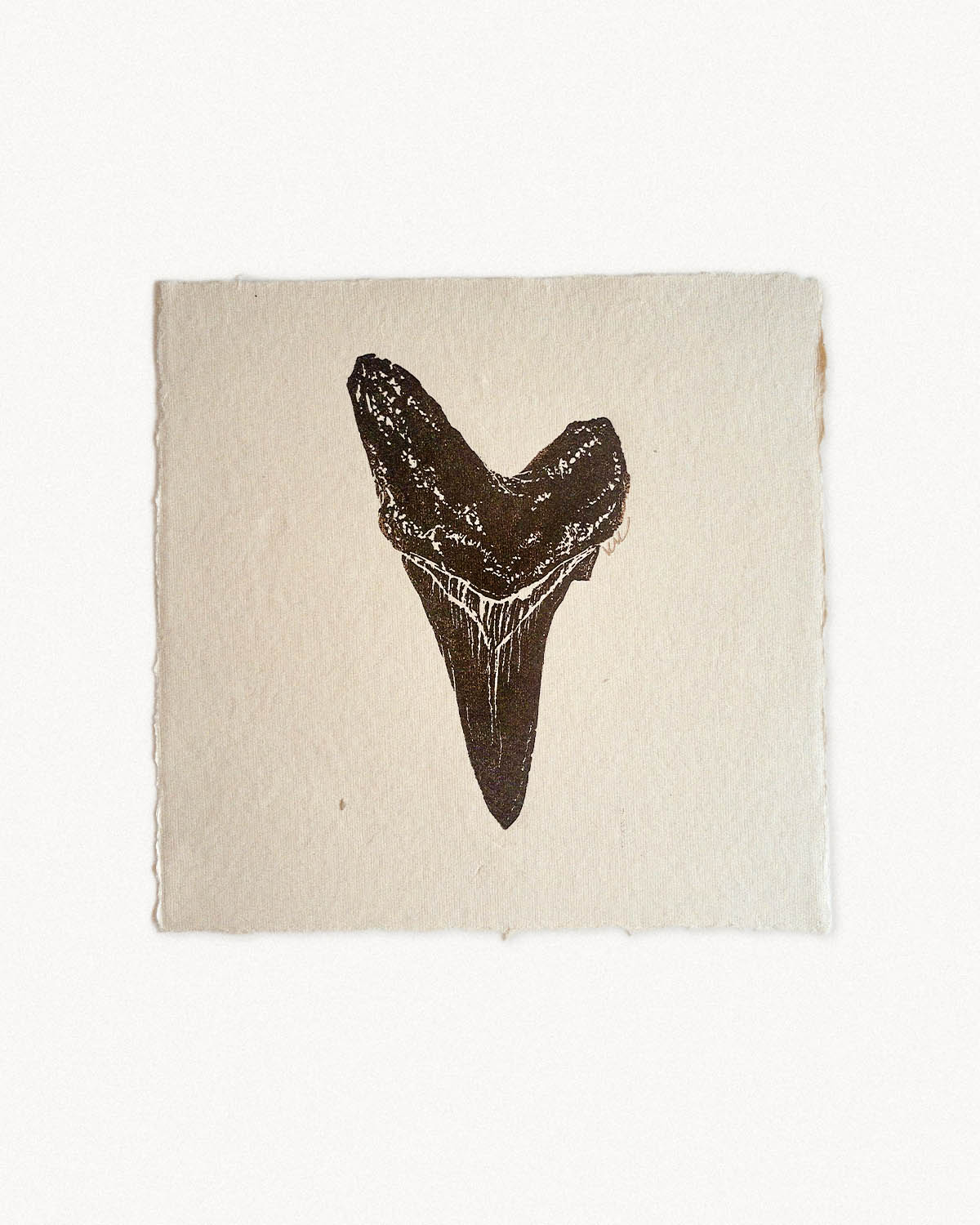 Shortfin Mako Sharktooth Study