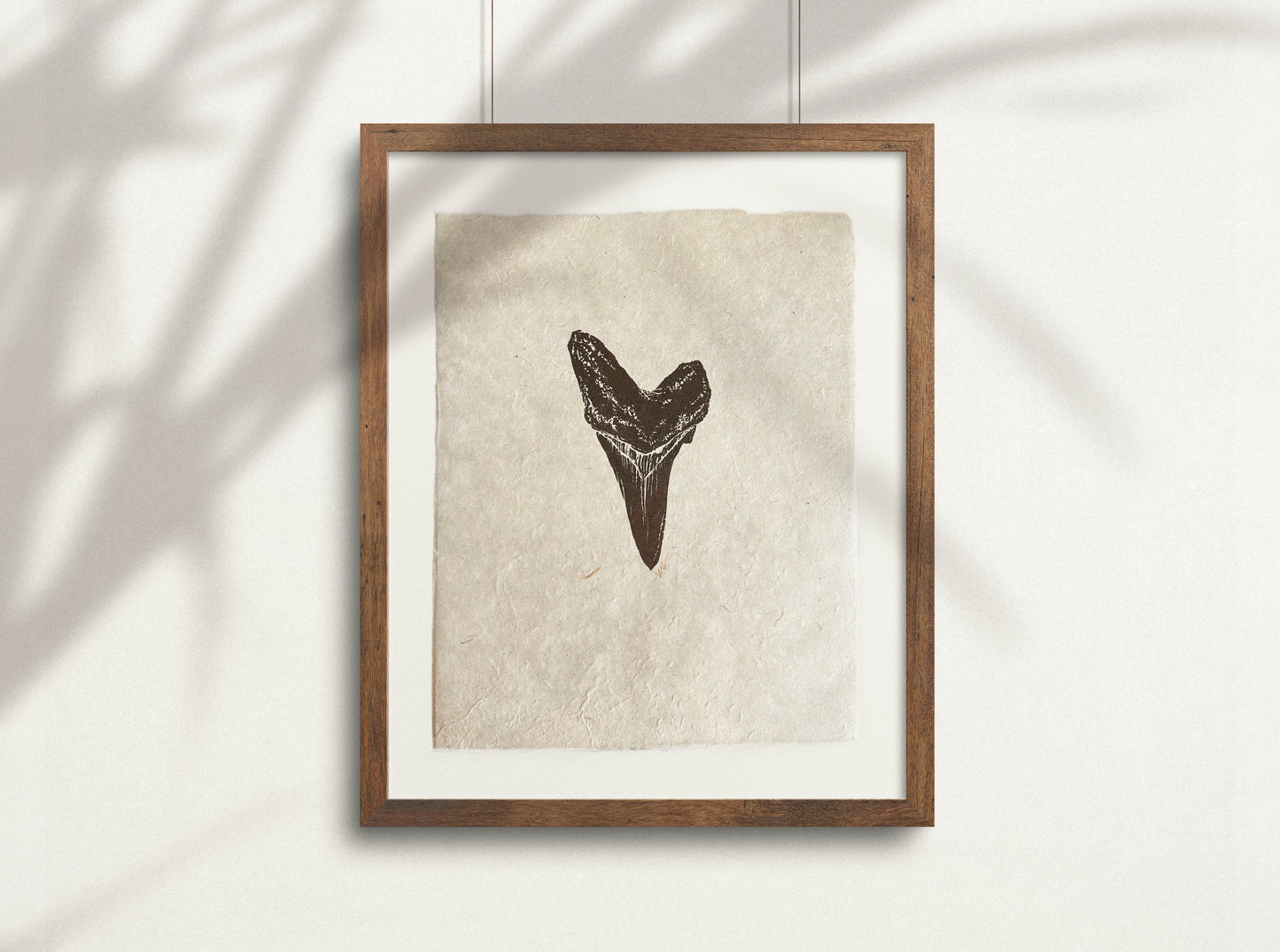 Shortfin Mako Sharktooth Study