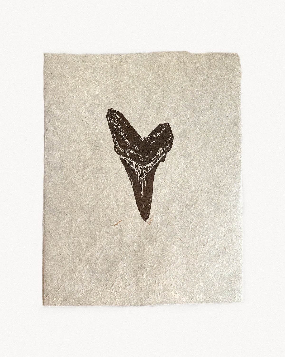 Shortfin Mako Sharktooth Study
